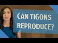Can Tigons reproduce?