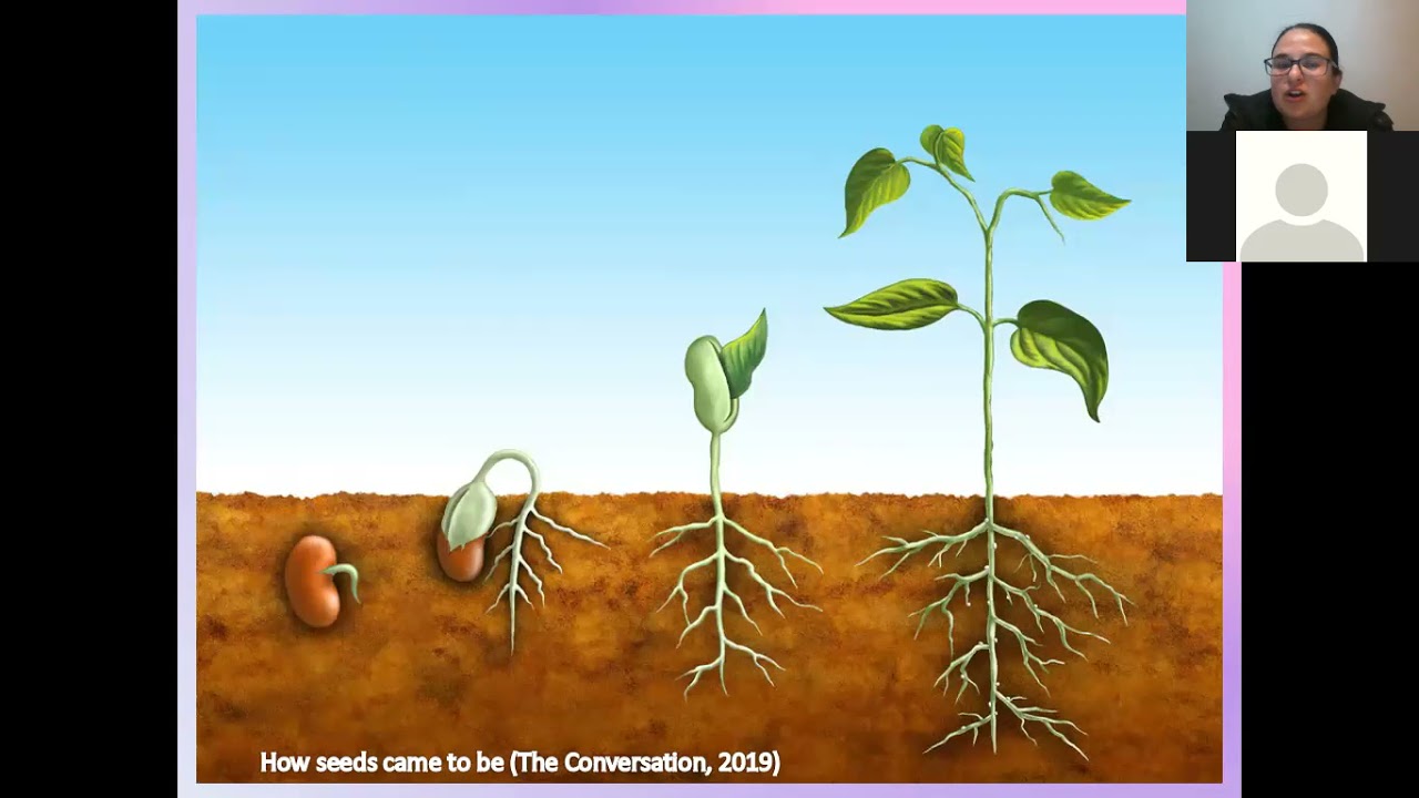 Grade 8 Natural Sciences Photosynthesis Lesson