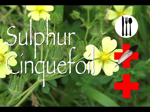download lagu mp3 mp4 Cinquefoil, download lagu Cinquefoil gratis, unduh video klip Cinquefoil