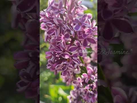 中国のライラック 植物