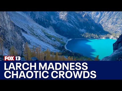 Larch Madness: Frustrations grow with chaotic crowds on area trails | FOX 13 Seattle