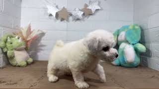 ビションフリーゼの動画01