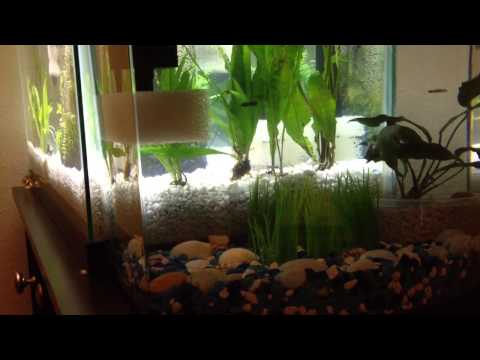 My first betta fish tank setup