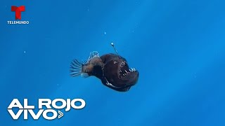 Avistamiento del pez diablo negro provoca asombro en España