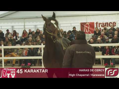 Lot 45 - Karaktar - HARAS DE CERCY - Salon des Etalons 2017 - Le Lion d'Angers