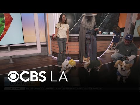 A preview of Corgi Beach Day in Huntington Beach - YouTube