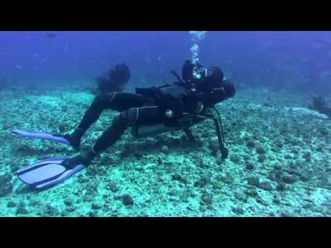 Best Spots Diving - Sardine Reef, Kri island, Raja Ampat, West Papua, Indonesia