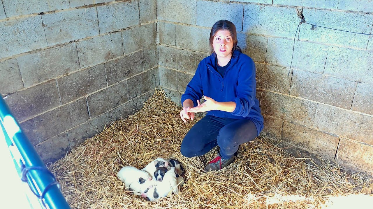 Voy a ver si los cachorros de Jimena tienen los ojos abiertos