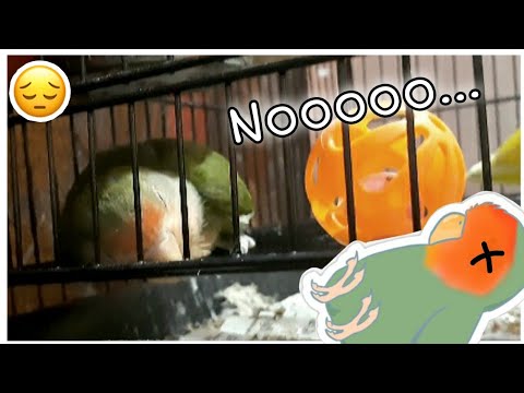 YouTube video about: Can a bird have a heart attack?