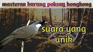 Download lagu masteran suara burung poksay hongkong (unik) mp3 Download lagu masteran suara burung poksay hongkong (unik) mp3