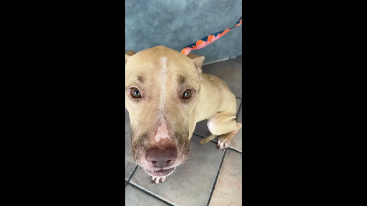Enlarge PETUNIA / shy and sweet, a ADOPTABLE mixed breed in Metairie, LA video 1/6