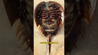 Eu Descobri o SEGREDO do Sangue Mais Caro do Mundo