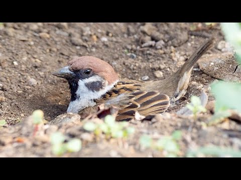 YouTube video about: Why do birds play in the dirt?