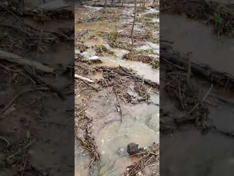 chuva nessa manhã no município de CARNAUBEIRA DA PENHA PERNAMBUCO.