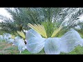 Agriculture Technology - Date Palm Pollination - Easy and Effective Method