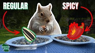 I Tested SPICY Bird Seed VS Squirrels - Here's What Happened...