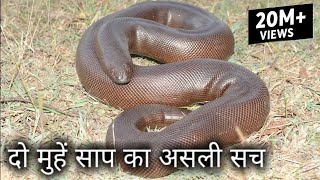 25 करोड़ में बिकने वाला दो मुहां साप का असली सच, Rescue red sand boa from Ahmednagar
