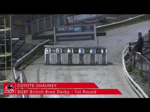 BGBF British Derby Heat 4 - COYOTE SHAUNEY