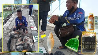 Download lagu Panen Ikan Tombro Umpan Jitu Pakai Racikan Acian Jangkrik Gak Haup mp3