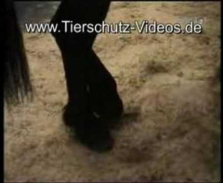 Tierschutz Pferde Tierschutz-Videos.de Art Cologne