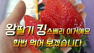 킹스베리 왕딸기 구경해 보세요 크기와 맛이 왕 이네요