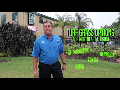 Turf Grass Options for Northeast Florida