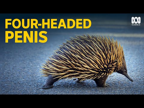 Are echidnas the world's weirdest creature?