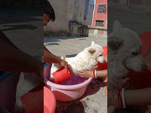 Dollar Bath with sampoo 😀😀 #trending #viralvideo #shortsfeed #dog #shorts #youtubeshorts