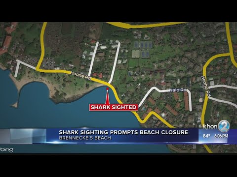 Shark sighting on Kauai