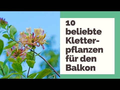 , title : '10 beliebte Kletterpflanzen für den Balkon'
