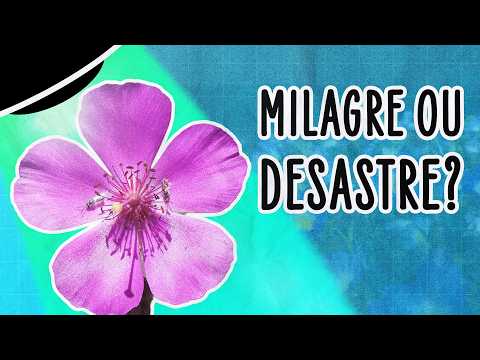 DESERTO MAIS SECO DO MUNDO ESTÁ COBERTO DE FLORES, MAS ISSO É ASSUSTADOR | ABDUÇÃO