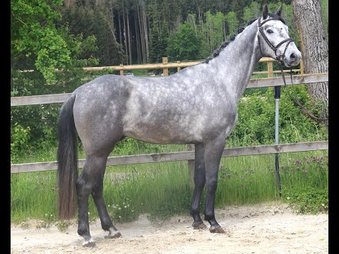 Corin von Worrenberg, W, OS, geb. 4.20, Crack x Corneus, 165 cm, schon früh zeigt er seine Qualität!