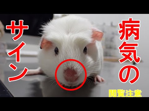 モルモットのシラミ - 症状と治療