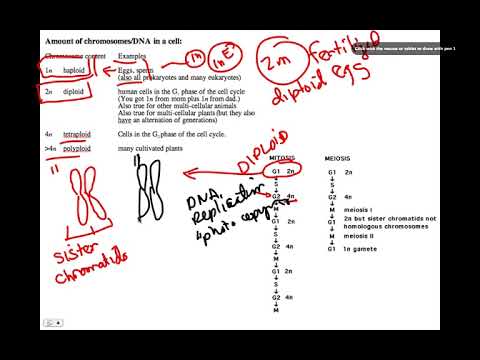 Meiosis, BIO105 Introductory Biology, David Champlin, USM