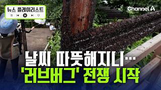 '러브버그' 벌써 등장?…여름철 불청객 꿈틀 [뉴스플레이리스트] / 채널A