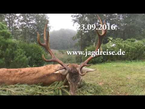 Gigantische Nachsuche in Masuren! Gigantic search in Masuria!