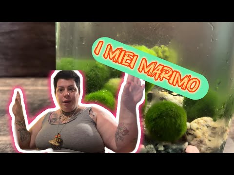 I'm cleaning my marimo's house 🫧🌿