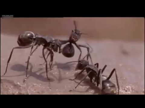 MRAVI- VLADAJU SVIJETOM - Ants rule the World