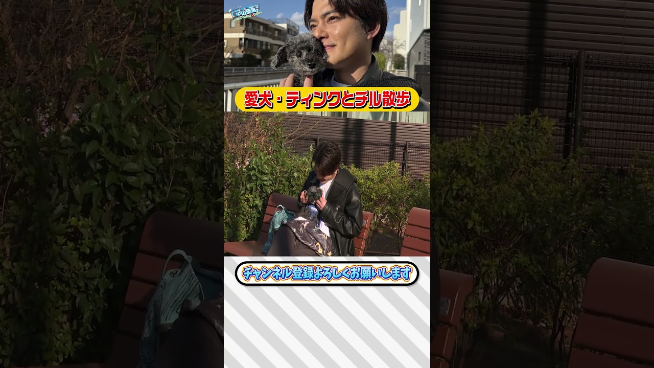 【中山優馬】愛犬・ティンクとチル散歩...ティンクに救われた【後編】_short