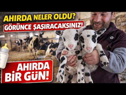 İkiz Kuzular, Aşılar ve Koşturmaca! Ahırda Kaçırılmayacak Gün!