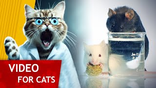 Movie for Cats - Get that Lab Rat (Video for Cats to Watch)
