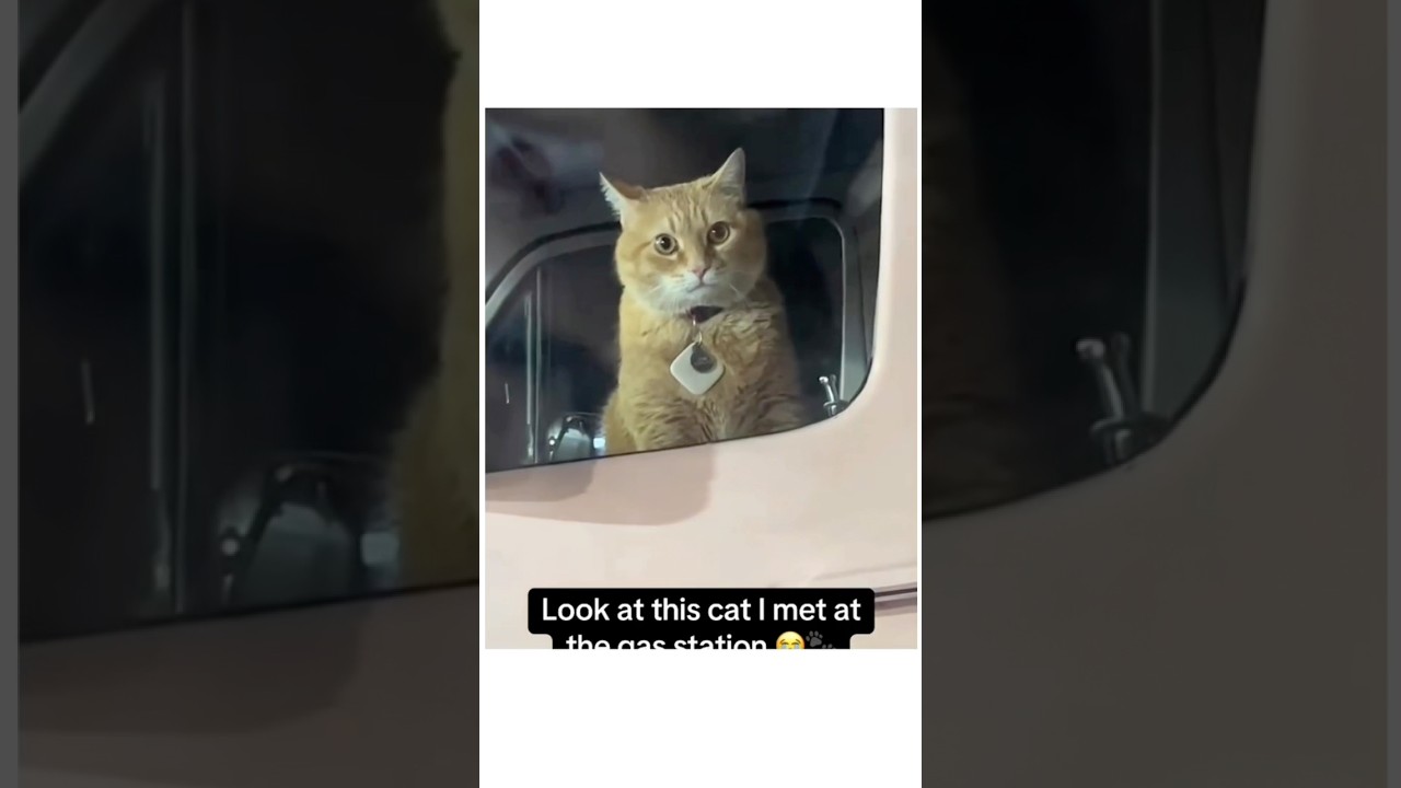 Expressive Cats, Orange Cat Chaos & One Brain Cell Moments!