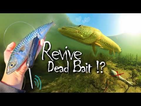 Revive your DEAD BAIT with Kanama Smart Bait to catch more PIKE ! @kanamabait