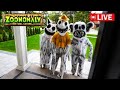 ZOONOMALY IS AT MY HOUSE... LIVESTREAM