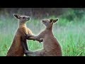 Kangaroo Boxing - Attenborough - Life of Mammals.