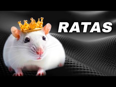 Convivientes Invisibles: La Vida Oculta de las Ratas - Documental