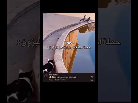 الطير يلطم بالزاويه😂😭