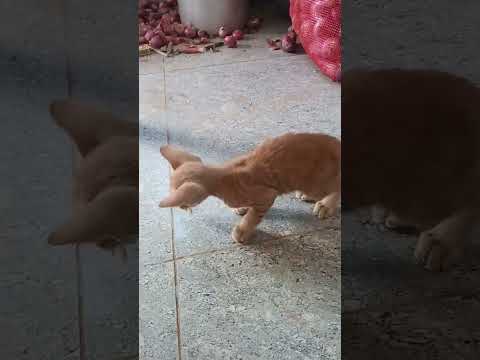 cute cat eating food #cute cat #kitten # biili video # viral cat