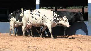 Vídeo 42 - 1ª ETAPA MEGA LIQUIDAÇÃO TOTAL AGROPECUÁRIA MARAJOARA - DIA 4 | GADO GIROLANDO E HOLANDÊS