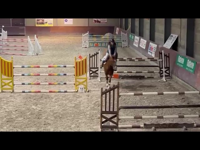 Cheval &agrave; vendre Cso/Dressage